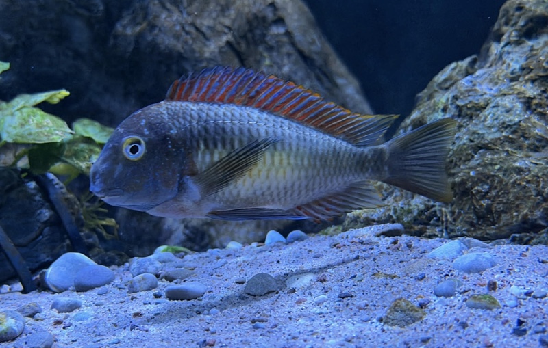 Tropheus moorii 'Kantalamba'